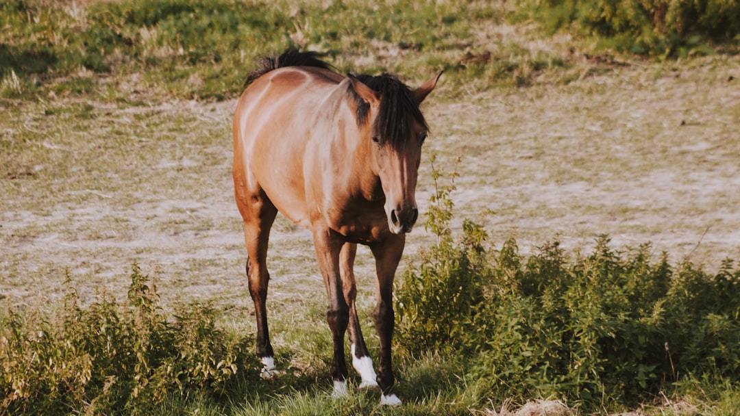 brown horse on grass