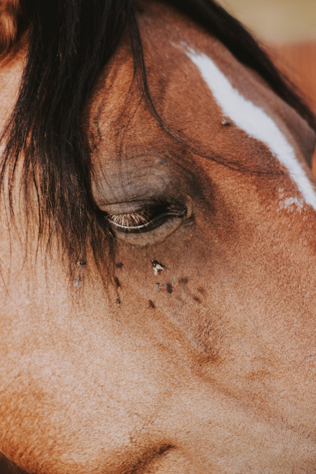 brown horse photo