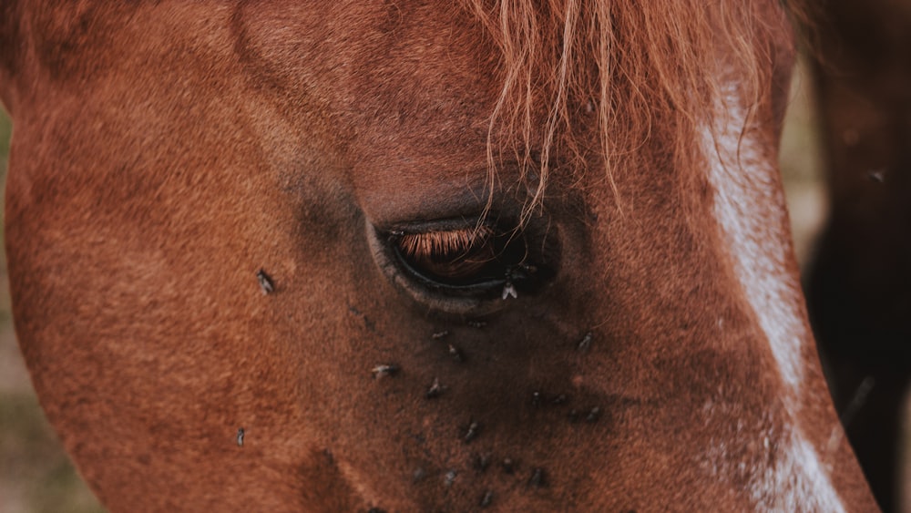 horse head