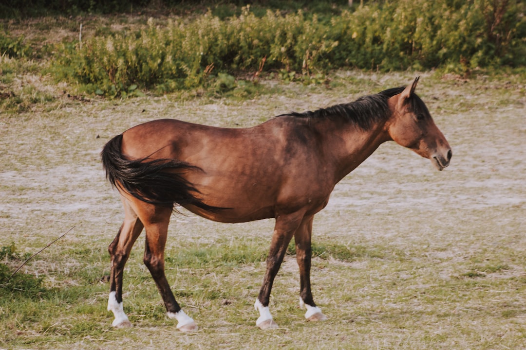 brown horse walking near plants