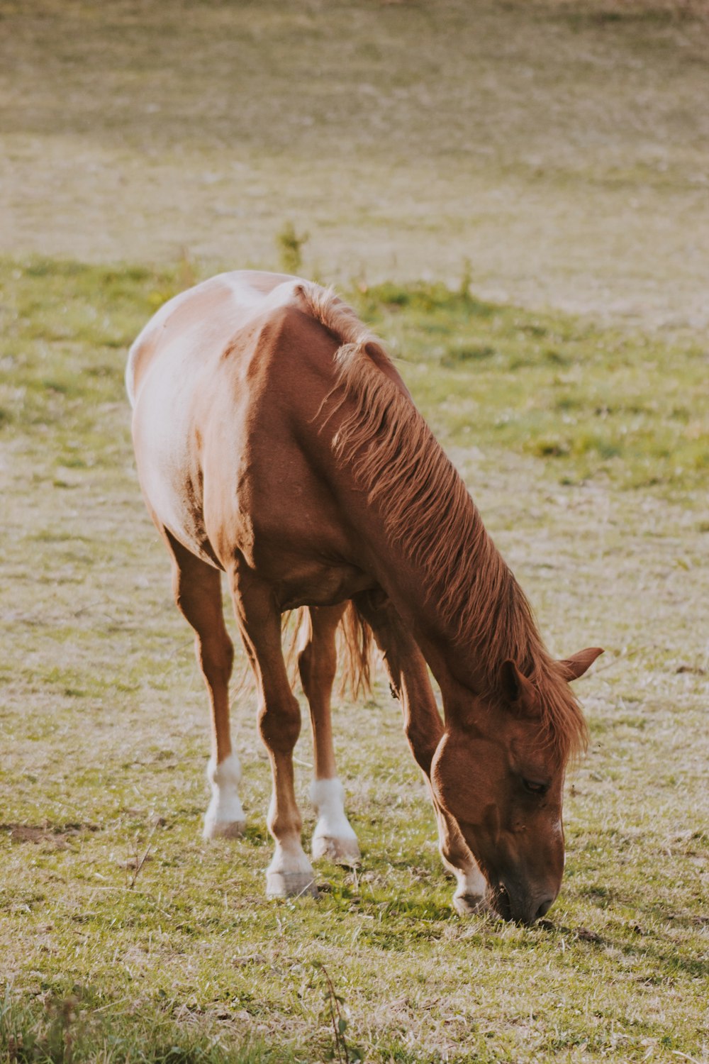 horse eating grass