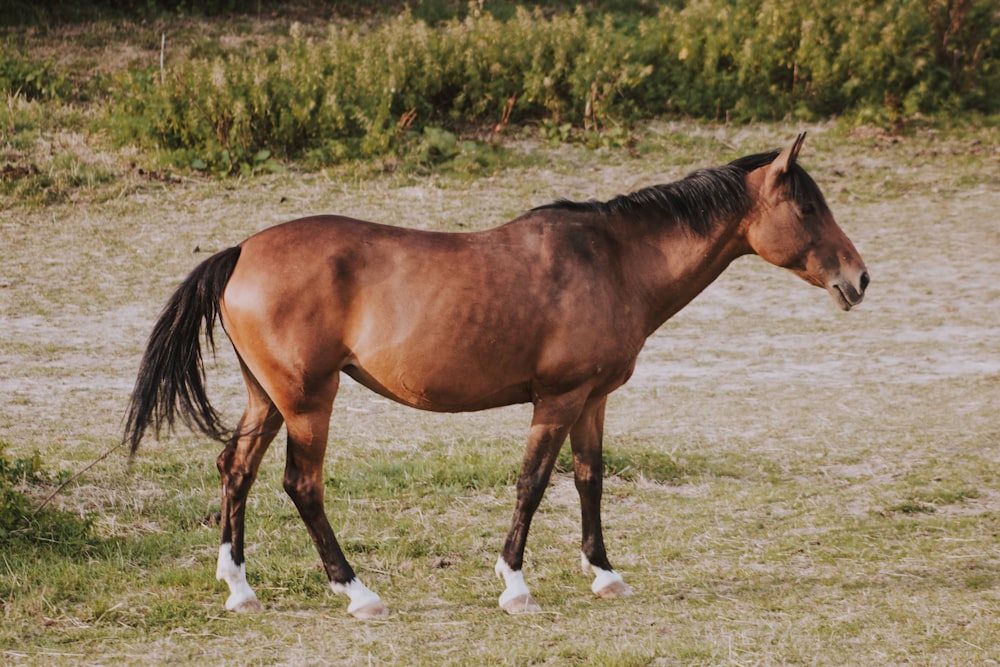 brown horse standing near green plants