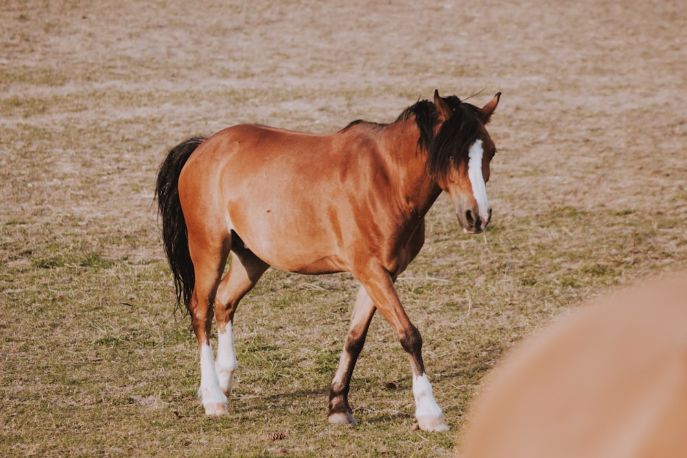 brown and white horse on grass