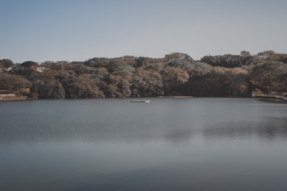 Plan d’eau à travers la forêt verte