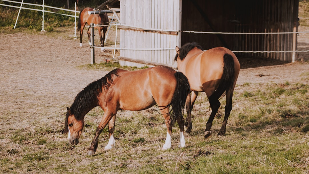 tree brown horse