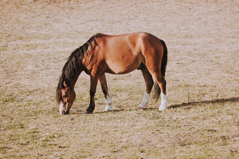 brown horse during daytime