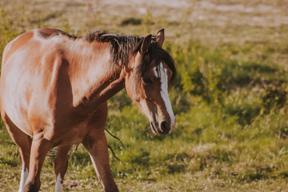 brown horse during daytime