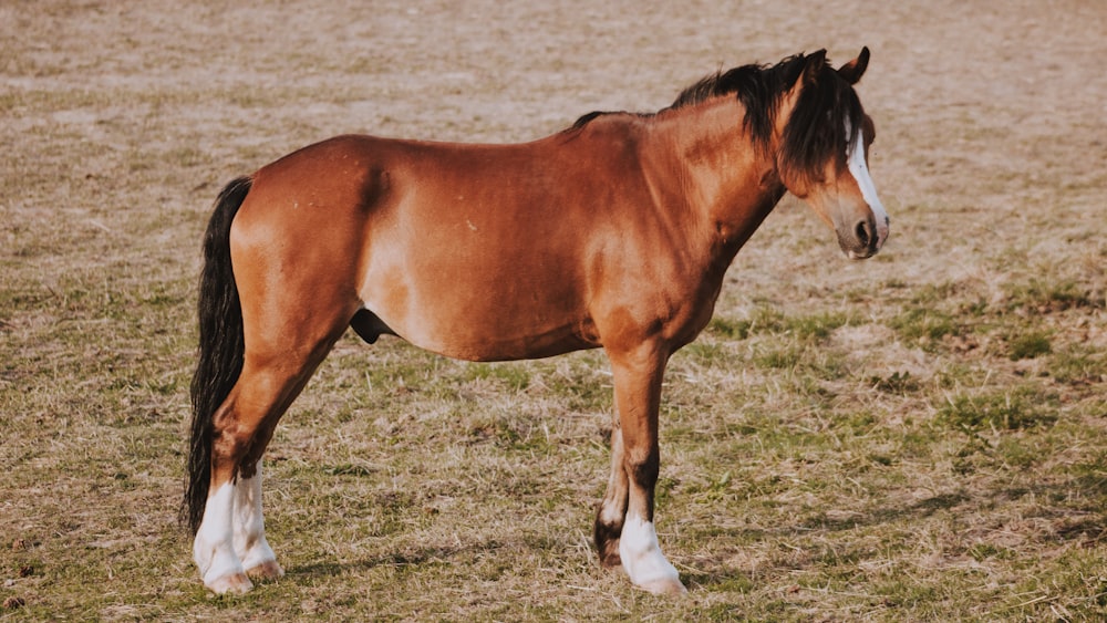 brown horse during daytime