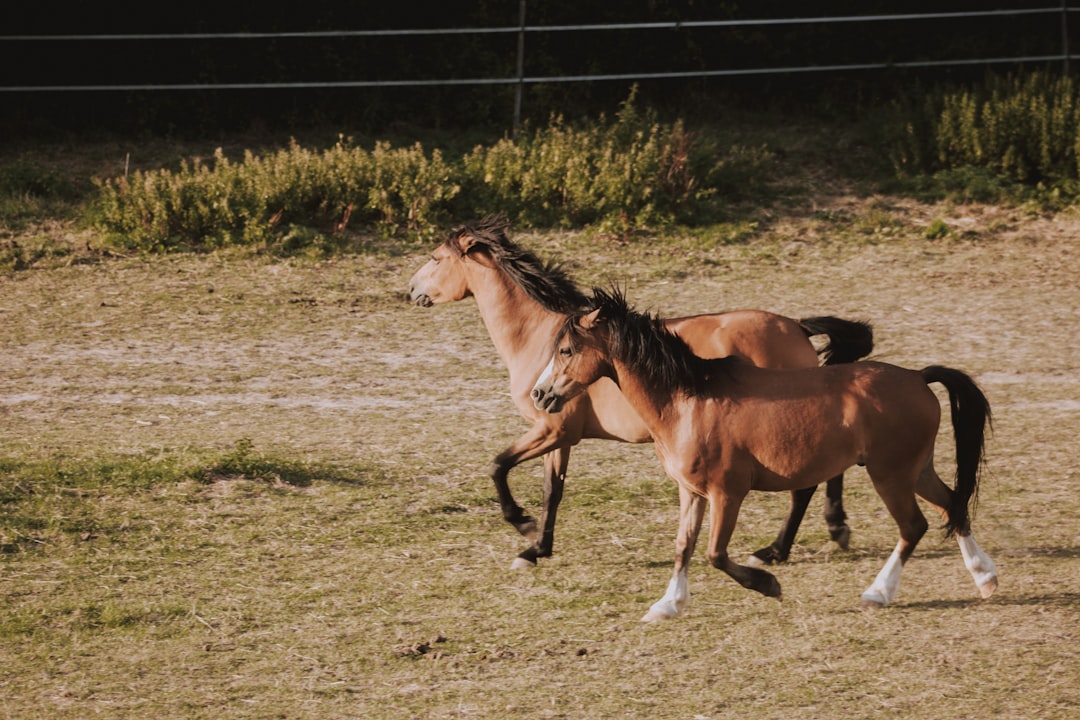 wildlife photography of two brown horse near outdoor during daytime