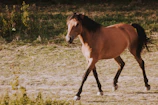 A strong black horse trotting gracefully on a dirt path.