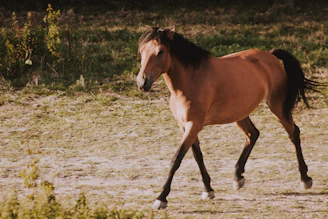 Close-up of a beautiful gaited horse trotting gracefully in a sunlit pasture.