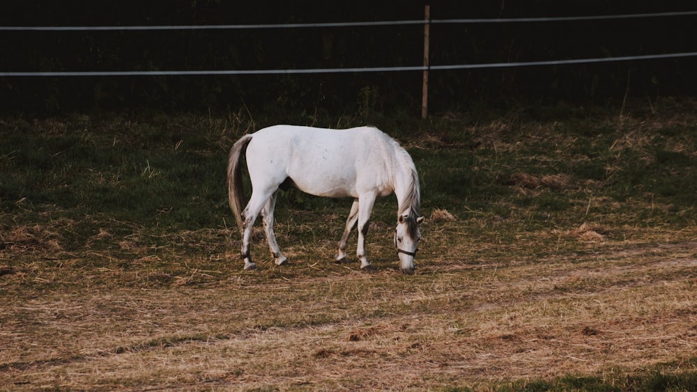 white horse