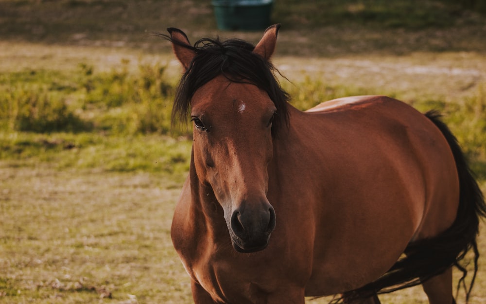 brown horse