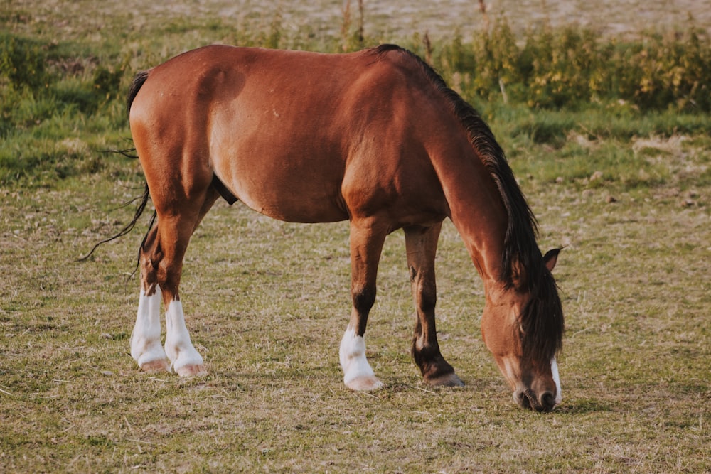 brown horse during daytime