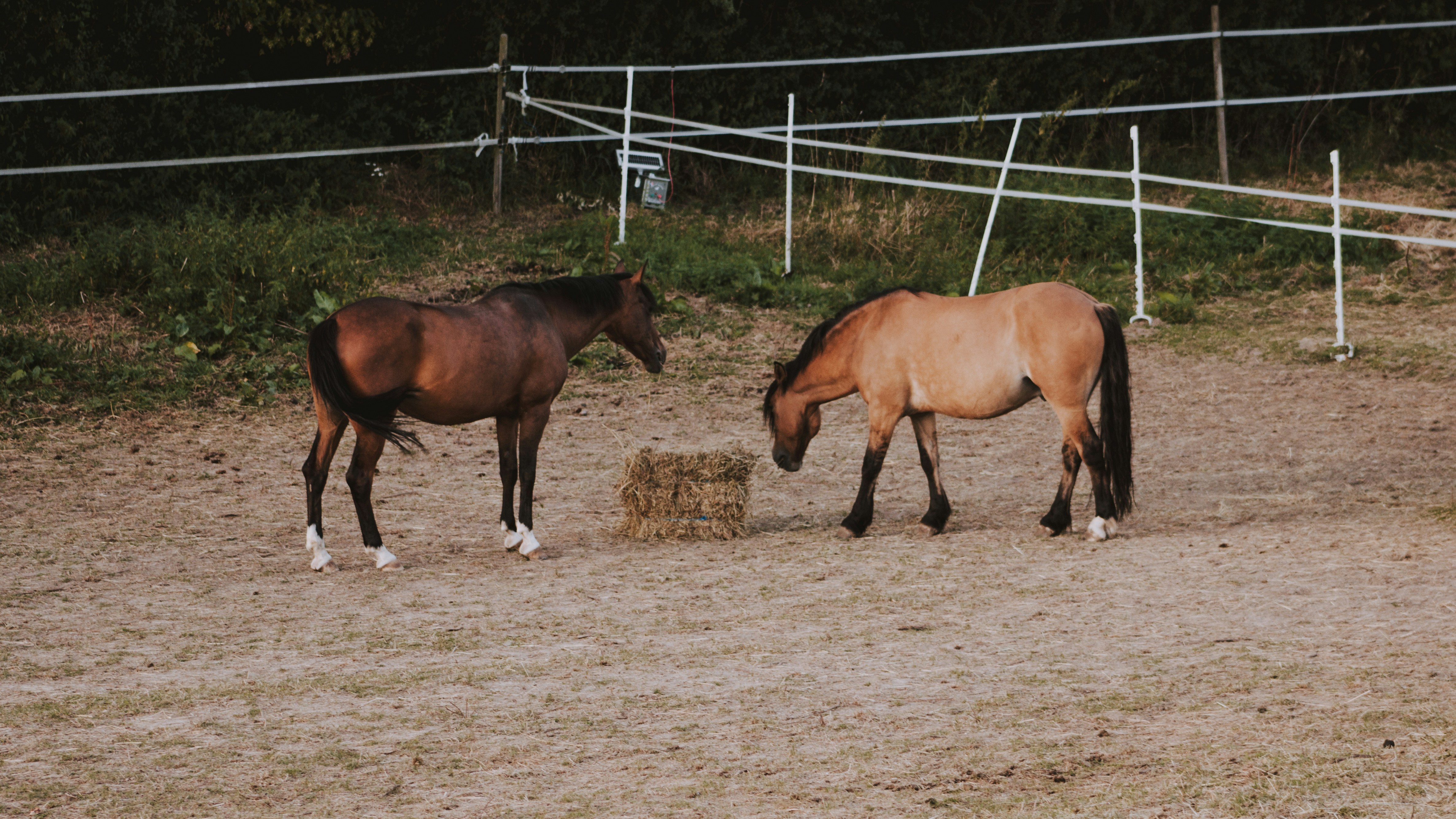 Photo by matreding