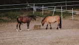 Two horses stand in a sandy enclosure surrounded by white fencing, with a bale of hay positioned between them. The background comprises green vegetation and darker trees, creating a contrast with the light brown ground.