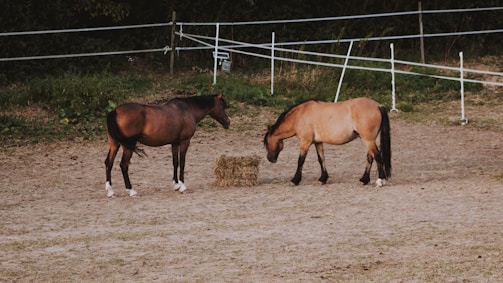 Two horses stand in a sandy enclosure surrounded by white fencing, with a bale of hay positioned between them. The background comprises green vegetation and darker trees, creating a contrast with the light brown ground.