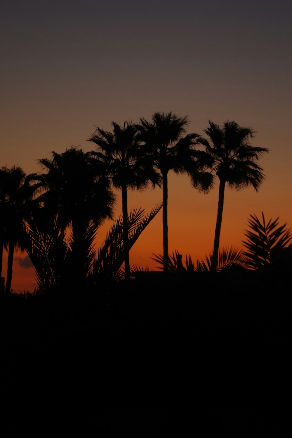 silhouette of trees during nighttime