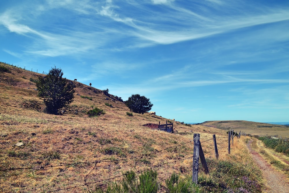 brown hills with trees photo