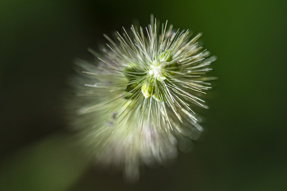 white and green flower macro photography