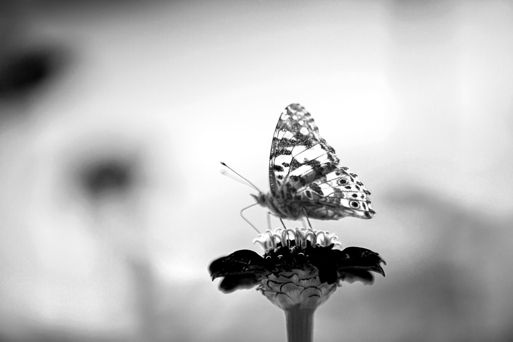 foto em tons de cinza da borboleta