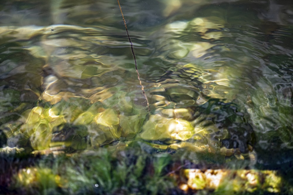 a blurry photo of water and plants in a pond