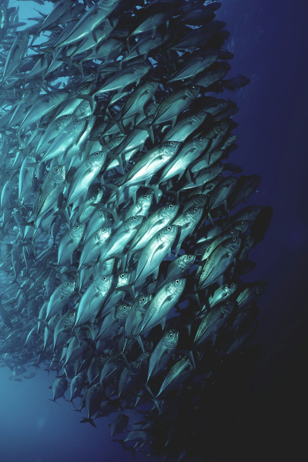 school of fish swimming underwater