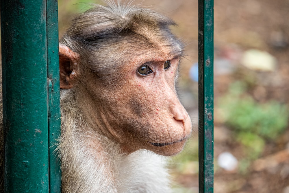 brown monkey macro photography