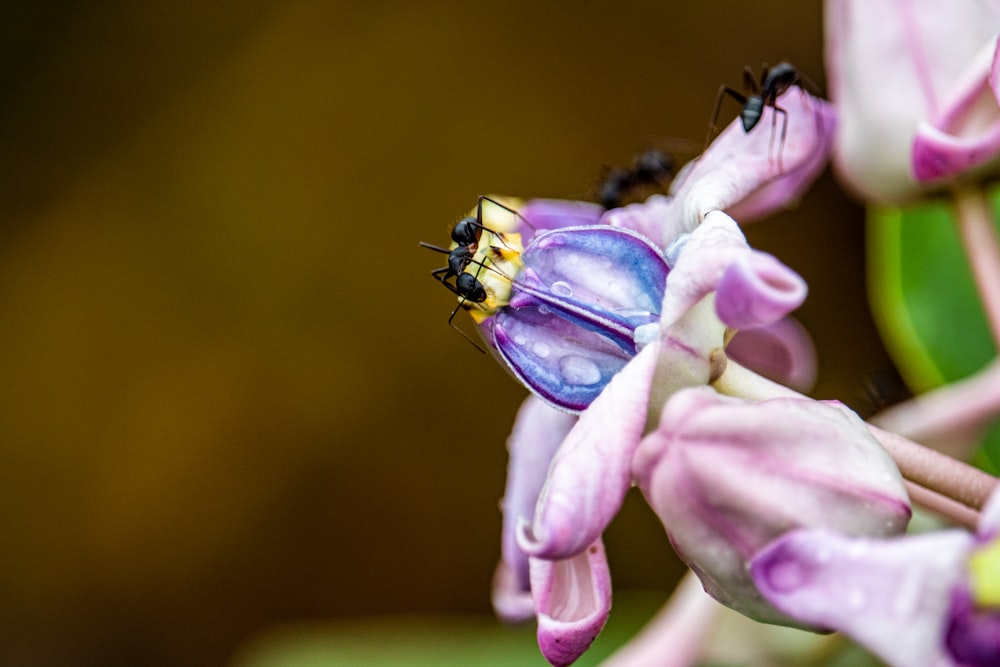black ants on purple flower macro photography