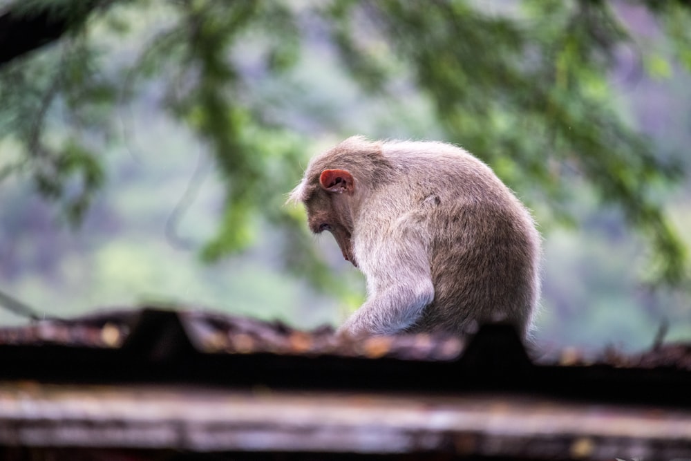 Photo de mise au point peu profonde de singe gris