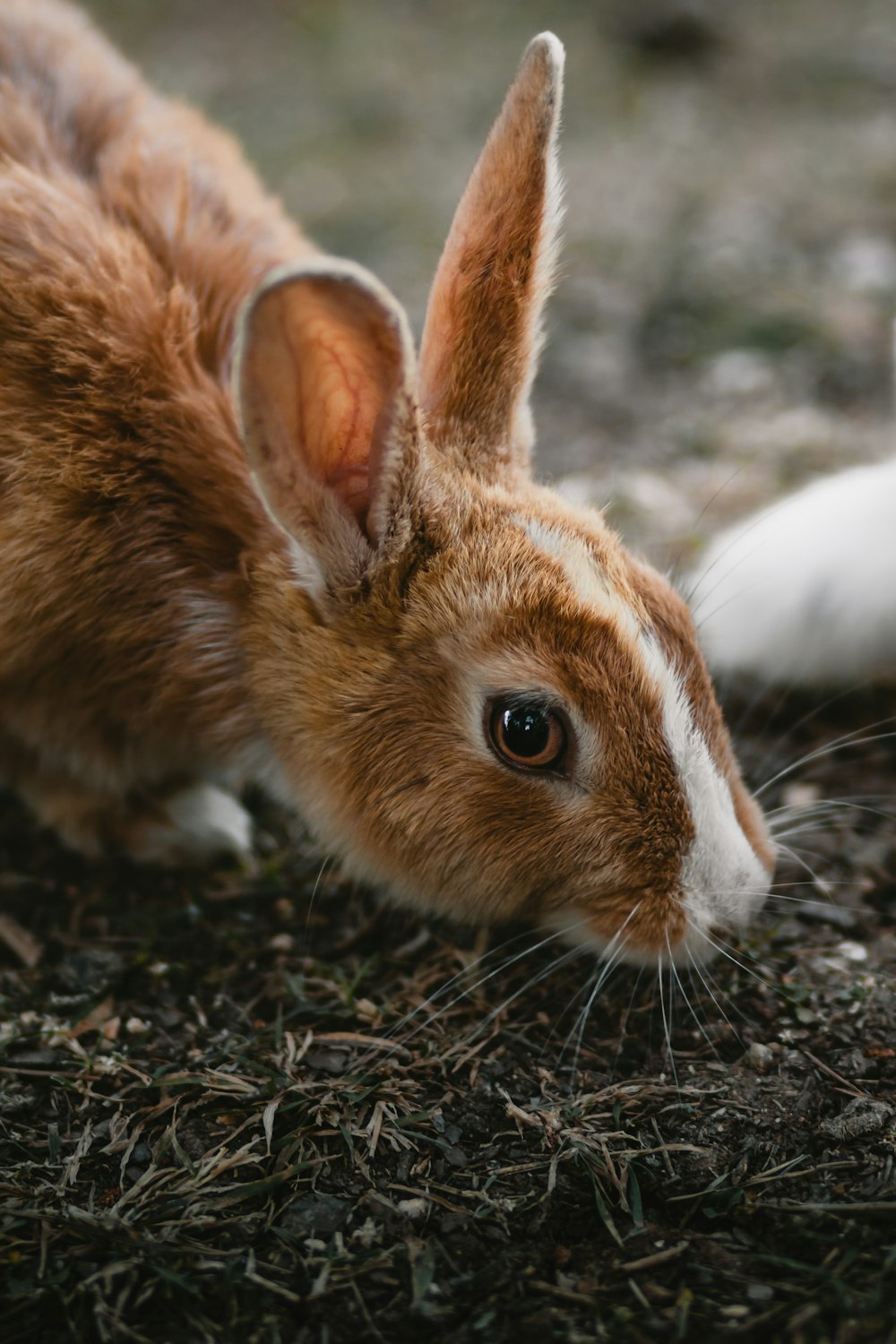 brown rabbit