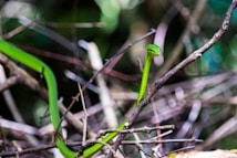 A bright green snake is entwined among several thin branches, set against a soft, blurred background of green foliage. The snake is slender and elongated, with its head raised in a watchful pose.