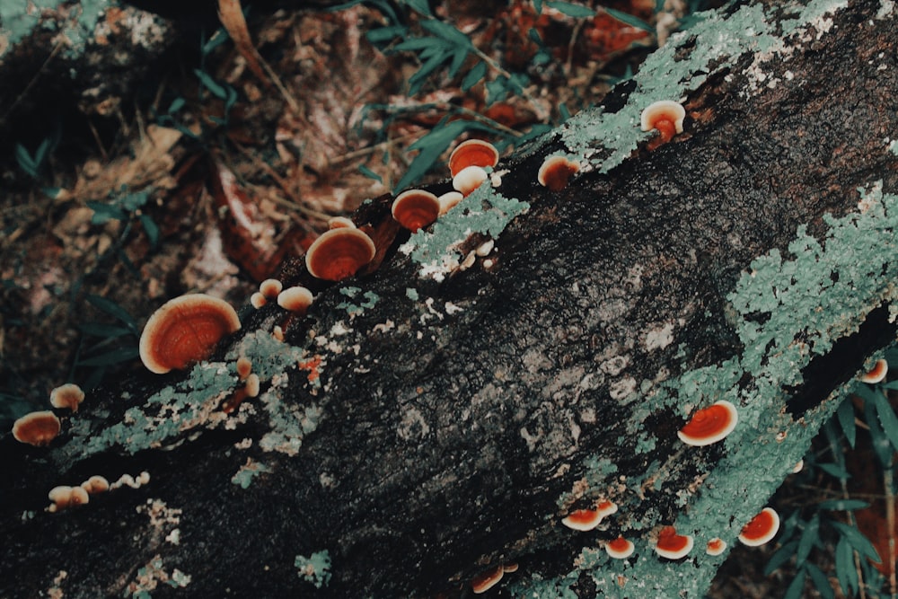 shallow focus photo of mushrooms
