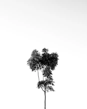 grayscale photo of tree