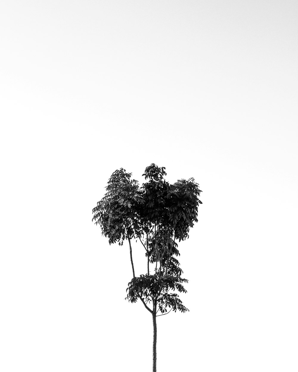 grayscale photo of tree