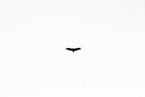 black bird