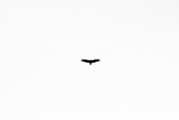 black bird