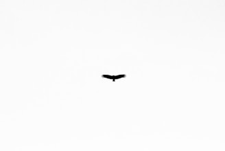 black bird