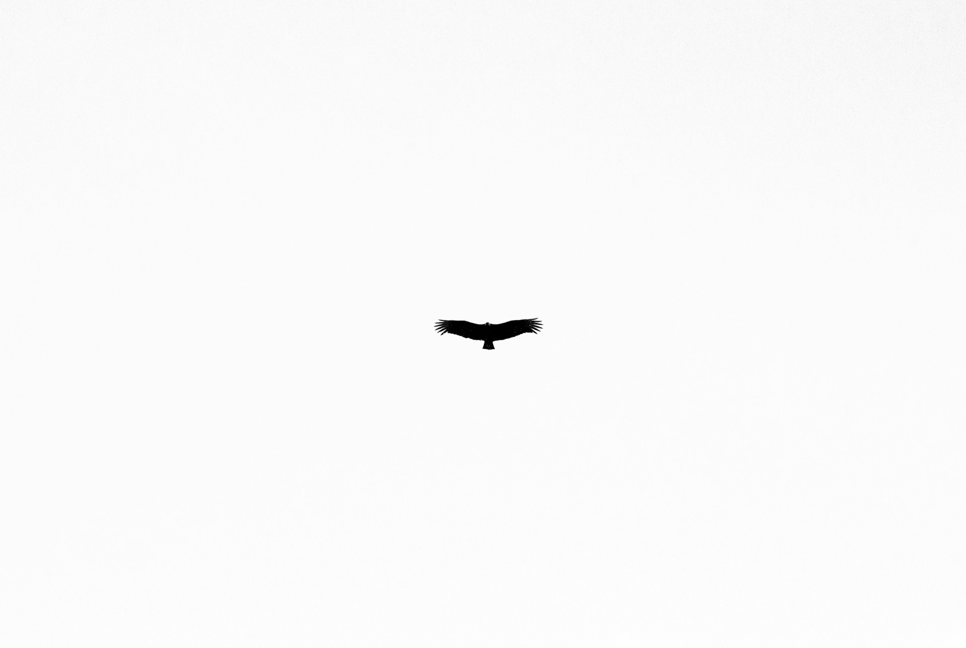 black bird