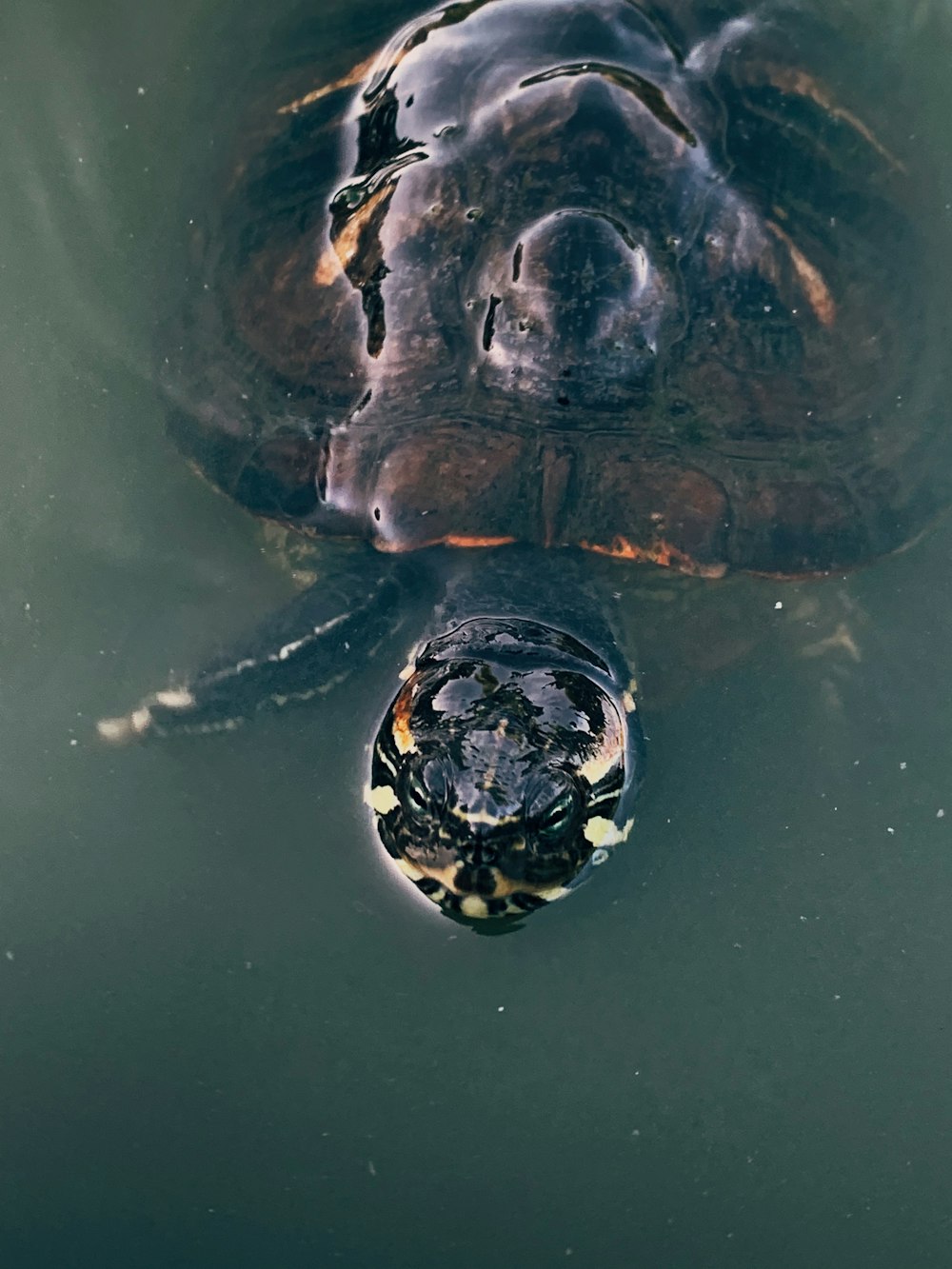 orange and black turtle in water