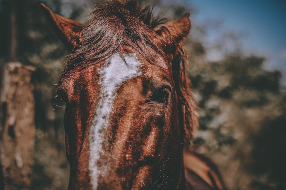 brown horse