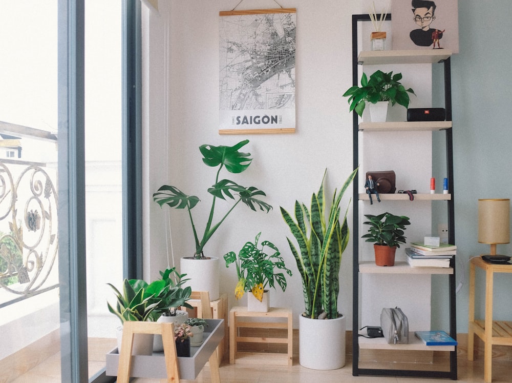 Plantas en macetas entre la ventana de vidrio y el estante