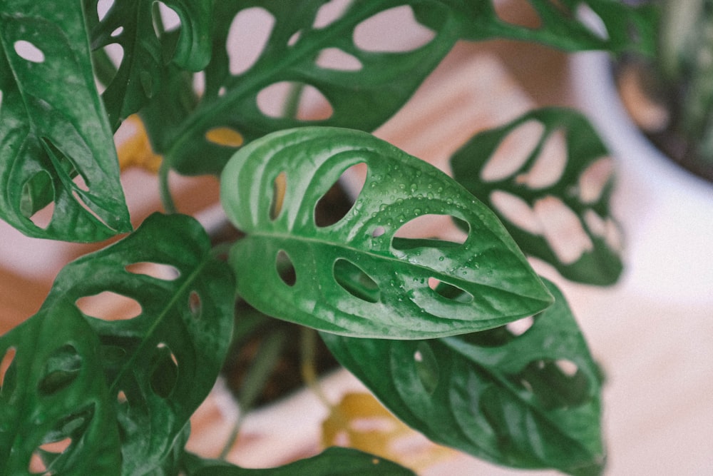 green leaves with holes