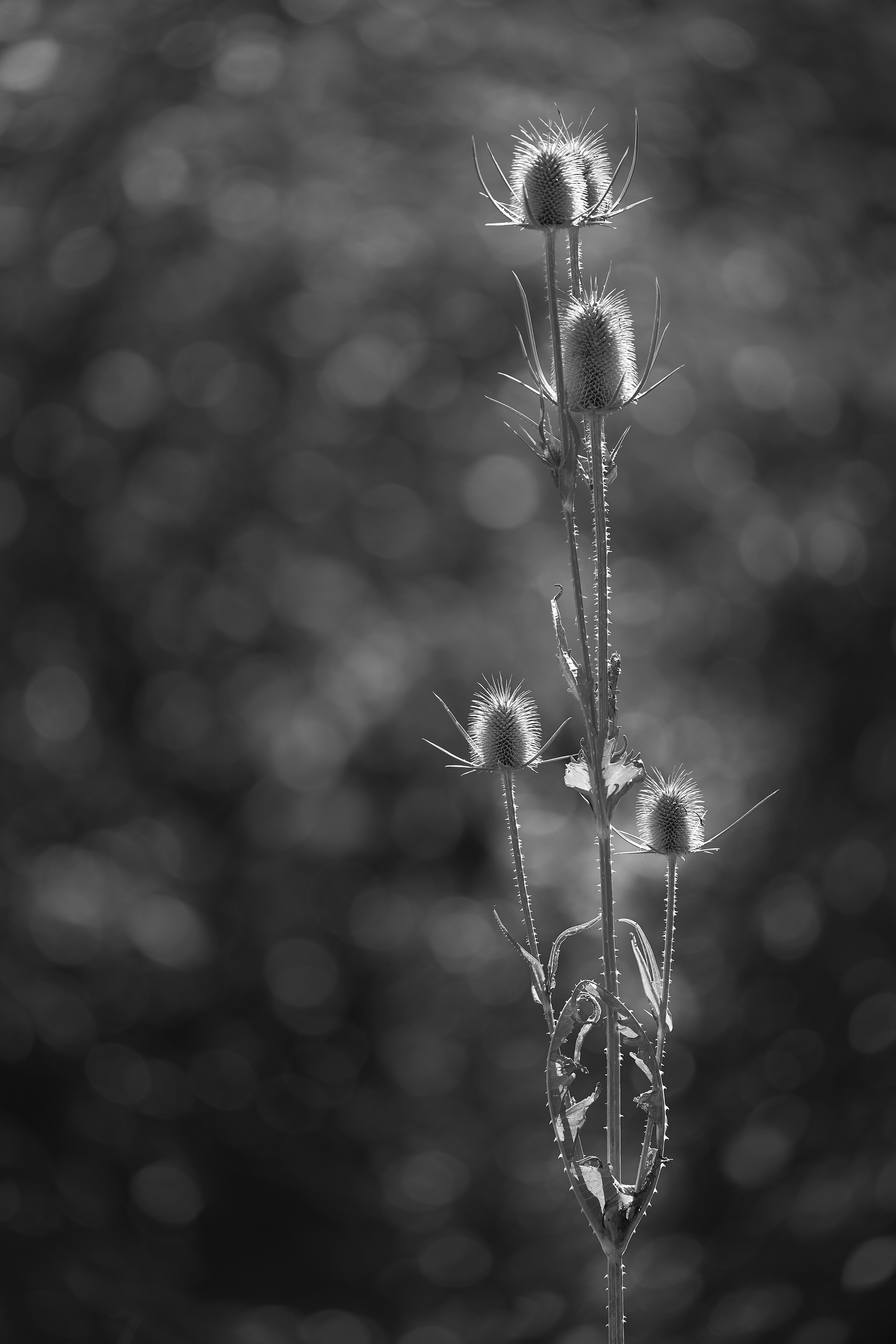 Photo by wolfgang_hasselmann