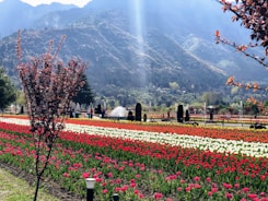 Jammu & Kashmir