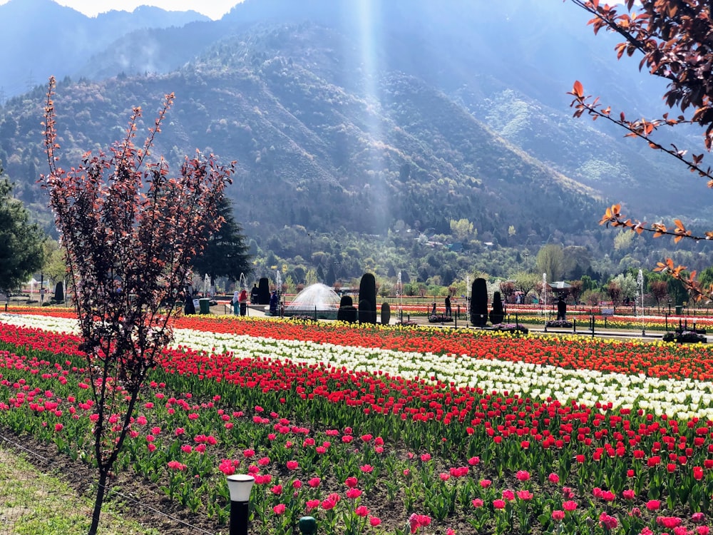 champ de fleurs à côté des arbres