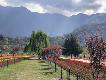 flower fields photo across mountain