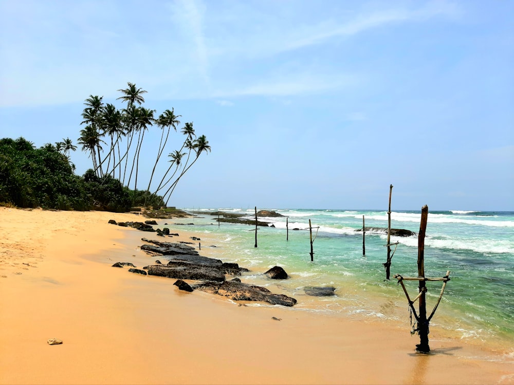 rock on shore near coconut trees under clear sky