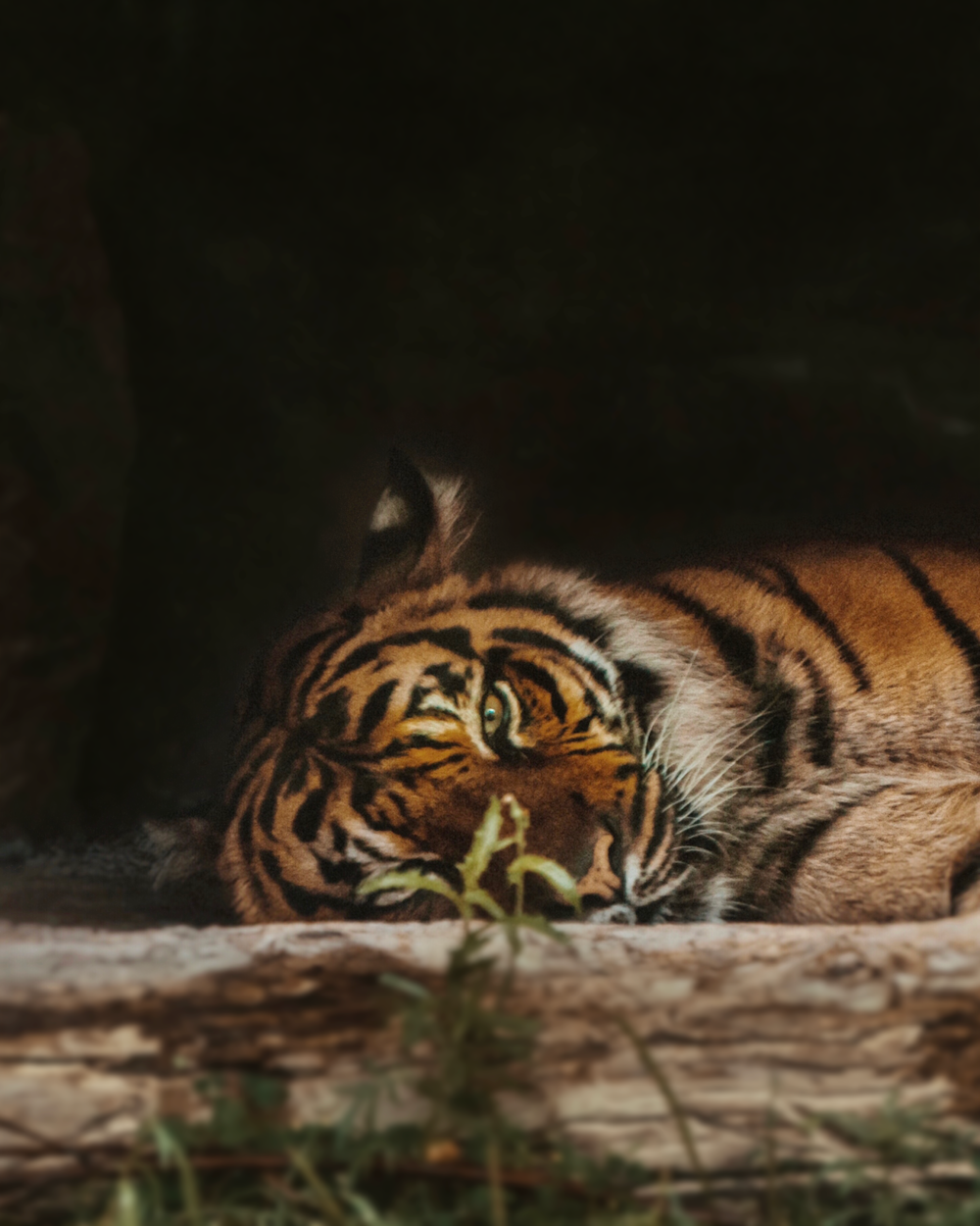 tigre che si rilassa