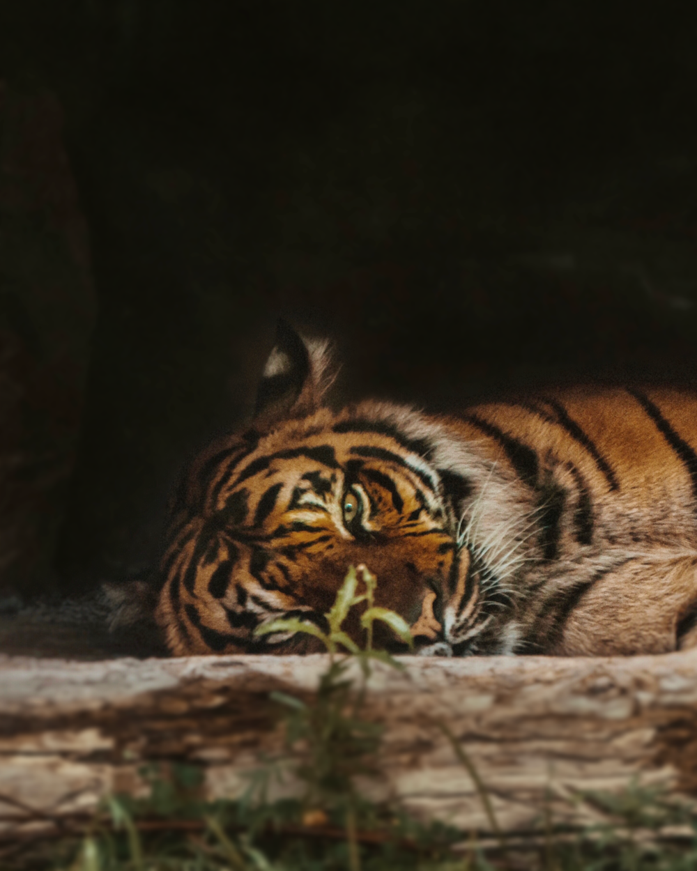 tiger lounging